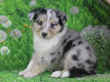 puppies