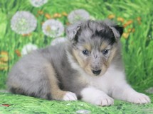 puppies