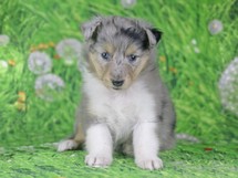 puppies