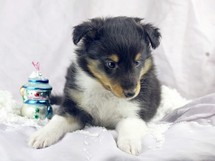 puppies
