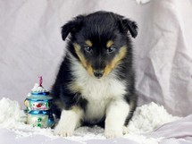 puppies