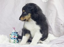 puppies
