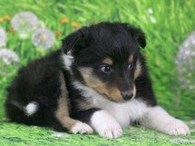 puppies