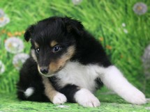 puppies