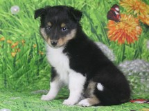 puppies