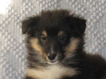 puppies