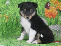 puppies