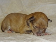puppies
