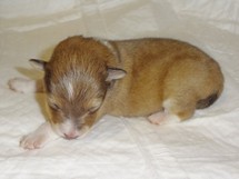 puppies