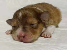 puppies