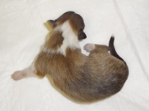 puppies