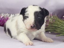 puppies