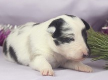 puppies