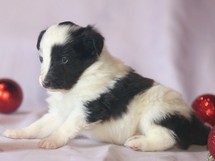puppies
