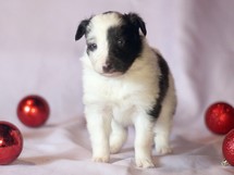 puppies