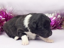 puppies