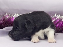 puppies