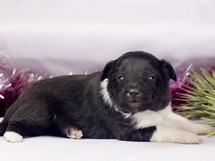 puppies