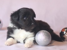 puppies