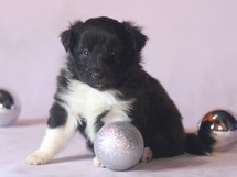 puppies