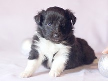 puppies