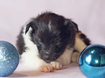 puppies
