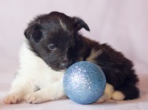puppies
