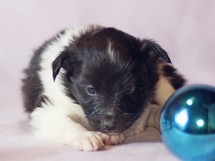 puppies