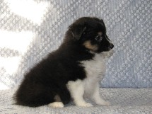 puppies