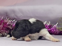 puppies