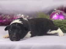puppies