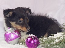 puppies