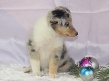 puppies
