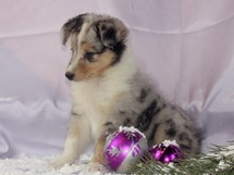 puppies