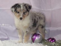 puppies