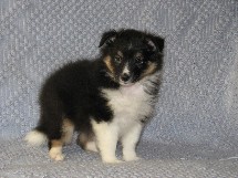 puppies
