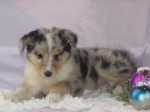 puppies