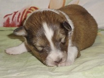 puppies