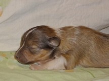 puppies