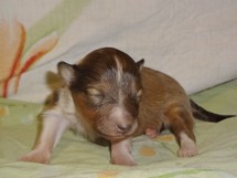 puppies
