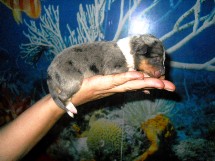 puppies