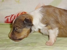 puppies