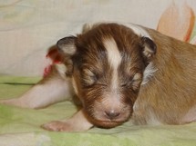 puppies