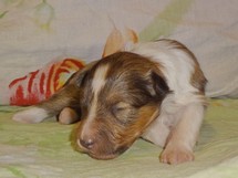 puppies