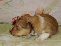 puppies