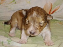 puppies