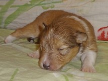 puppies