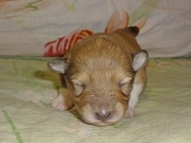 puppies