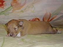 puppies