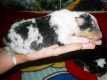 puppies